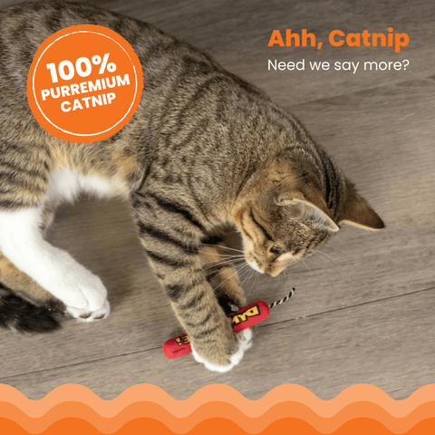 Catstages Green Magic Dynamite Cat Toy