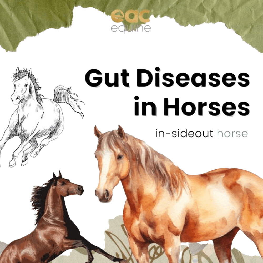 Inside Out Pre And Probiotic Nutraceutical And Gut Health Supplement For Horse And Ponies