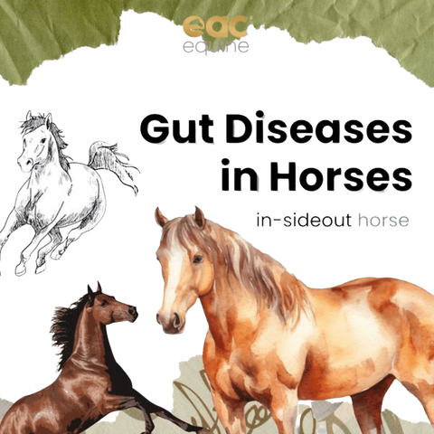 Inside Out Pre And Probiotic Nutraceutical And Gut Health Supplement For Horse And Ponies