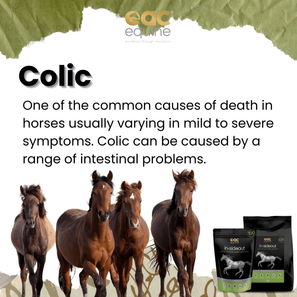 Inside Out Pre And Probiotic Nutraceutical And Gut Health Supplement For Horse And Ponies