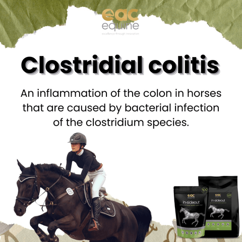Inside Out Pre And Probiotic Nutraceutical And Gut Health Supplement For Horse And Ponies