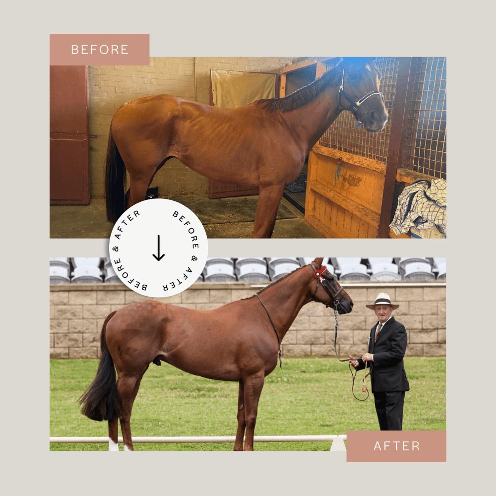 Curahorse Protein Booster Pellets For Horses