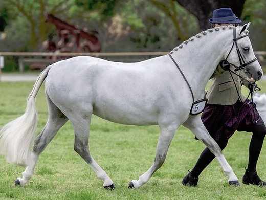 Equinade Showsilk Glo White Conditioner For Horses