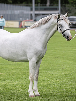 Equinade Showsilk Glo White Conditioner For Horses