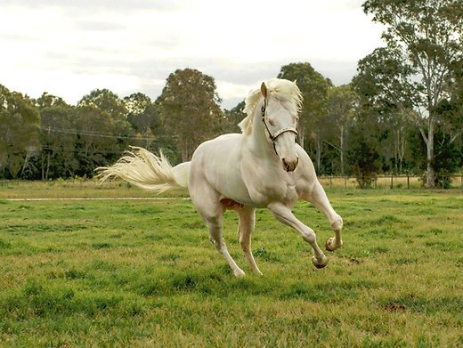 Equinade Showsilk Glo White Conditioner For Horses