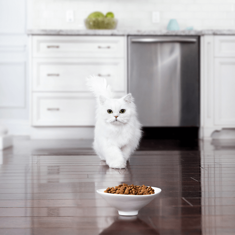 Dry Cat Food Tuna Prawn Mackerel And Crab Flavour