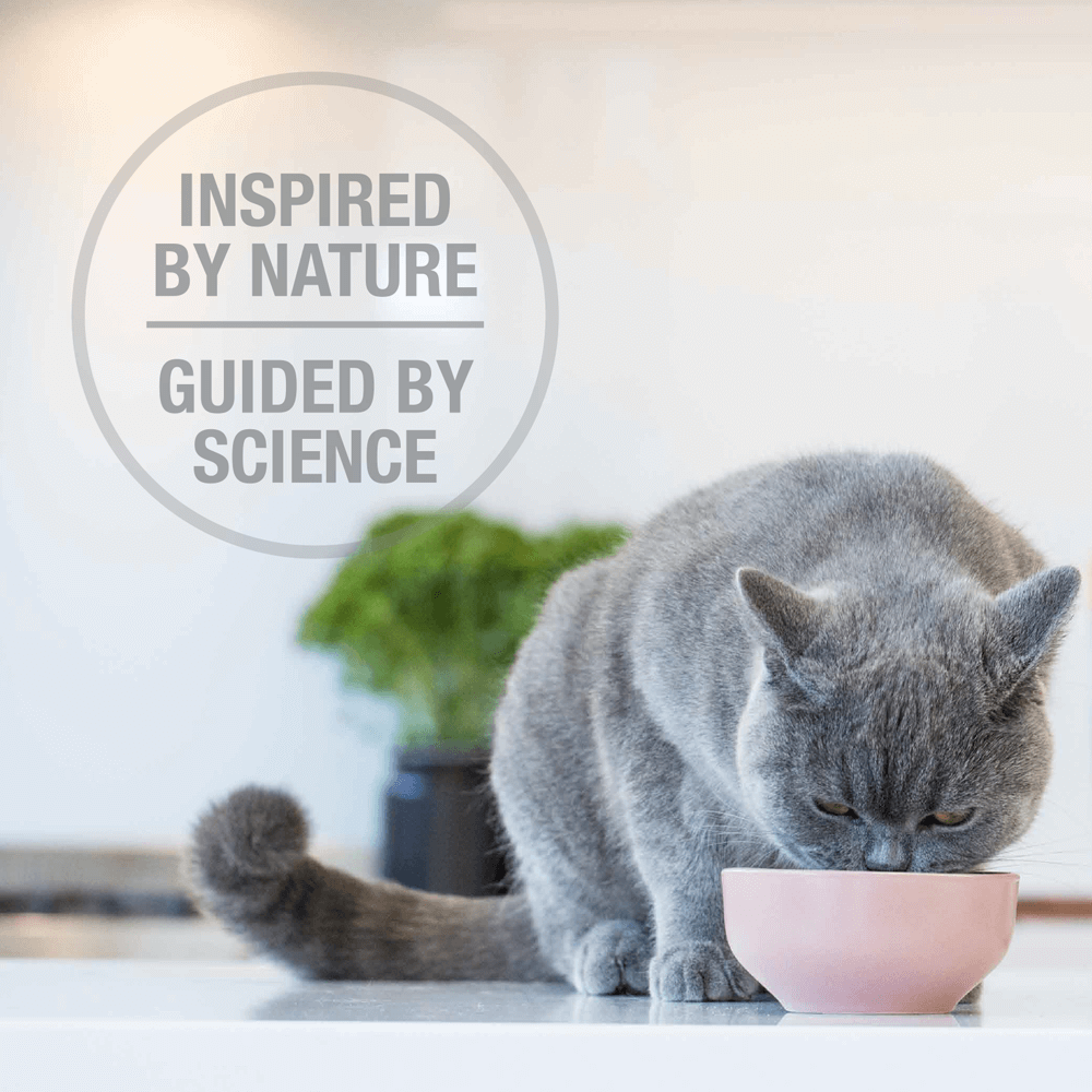 Lamb And Salmon Freeze Dried Cat Food