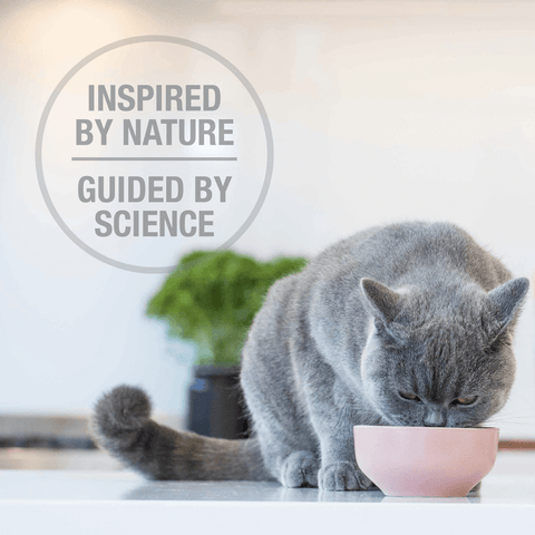 Lamb And Salmon Freeze Dried Cat Food