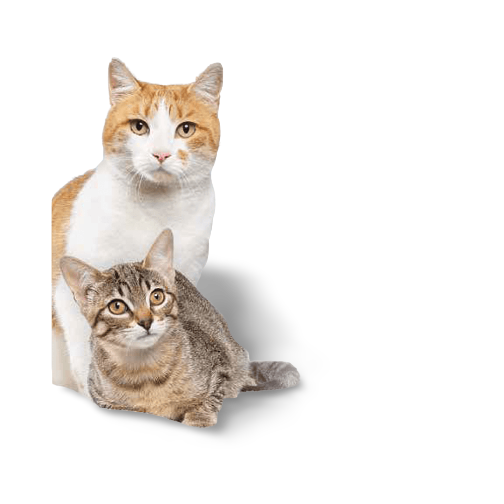 Friends Diffuser With Refill