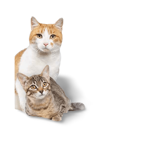 Friends Diffuser With Refill