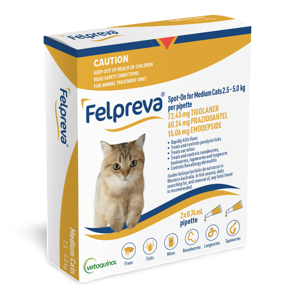 Spot On Solutions For Medium Cats