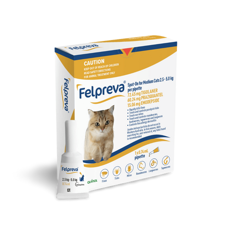 Spot On Solutions For Medium Cats