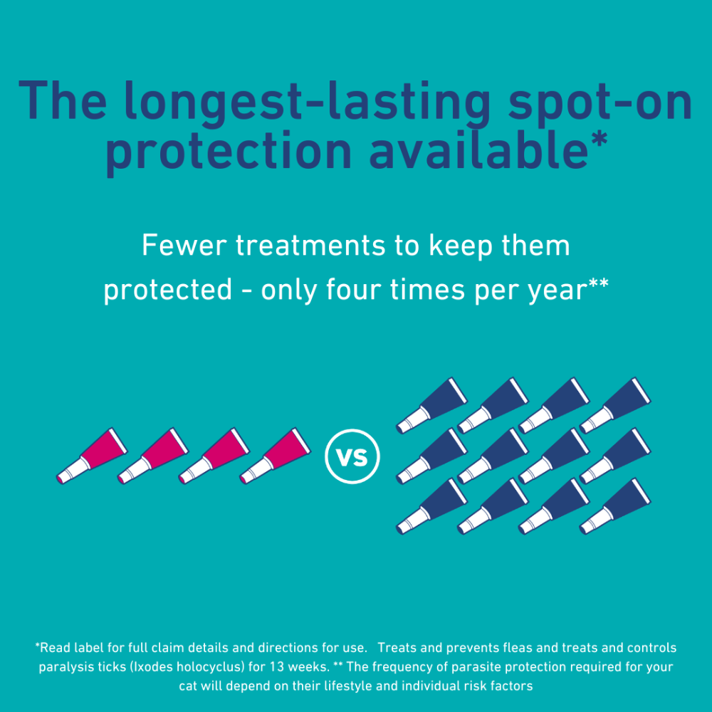 Spot On Solutions For Medium Cats