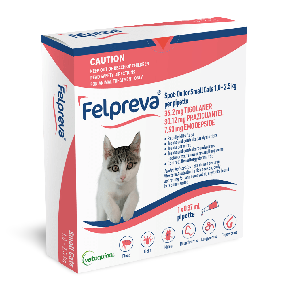 Spot On Solutions For Small Cats