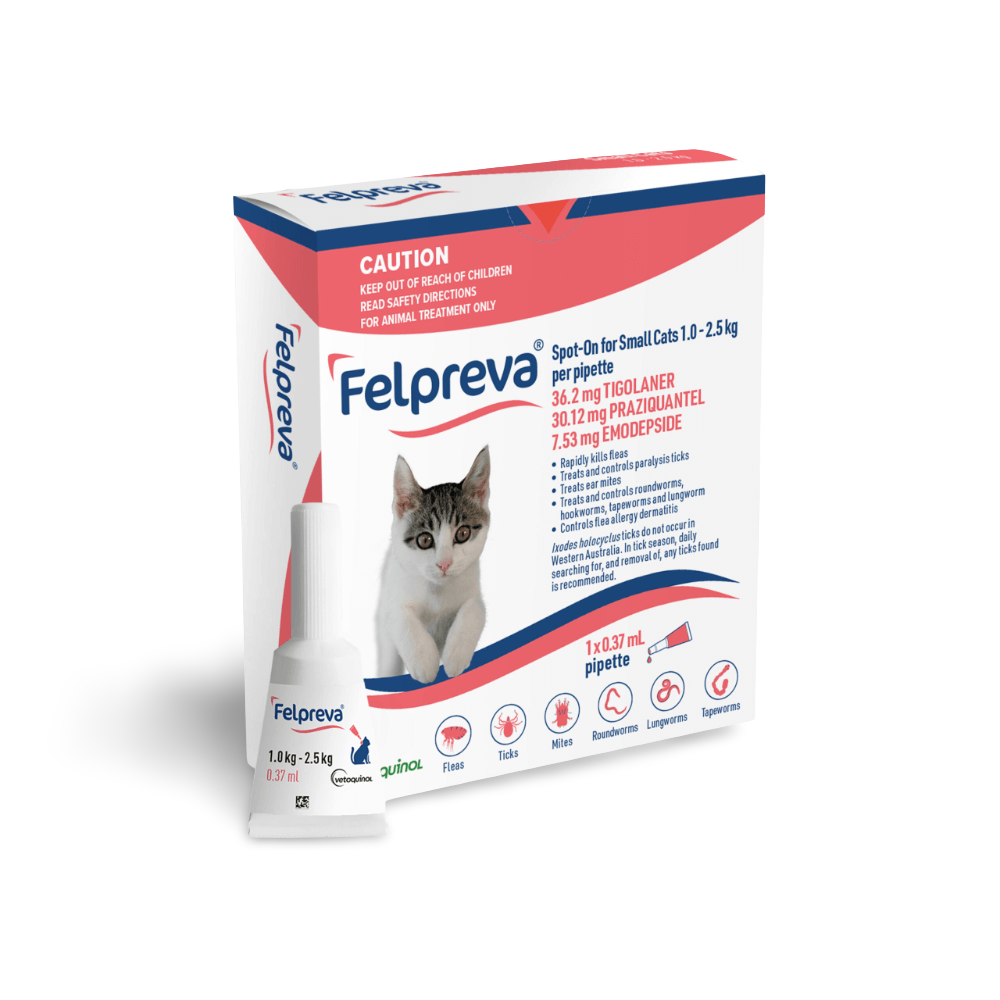 Spot On Solutions For Small Cats