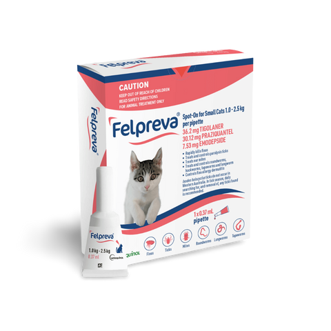 Spot On Solutions For Small Cats