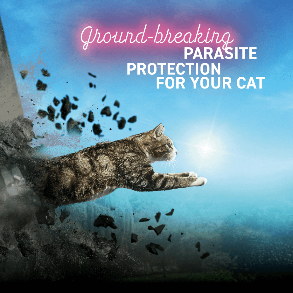 Spot On Solutions For Small Cats