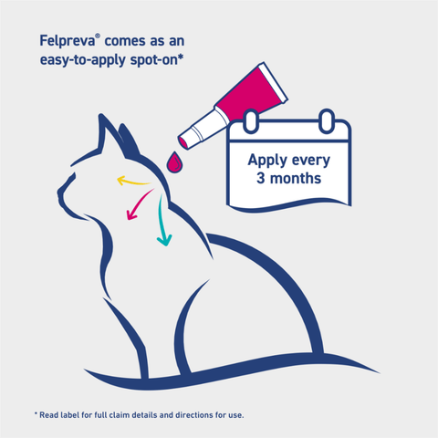 Spot On Solutions For Small Cats