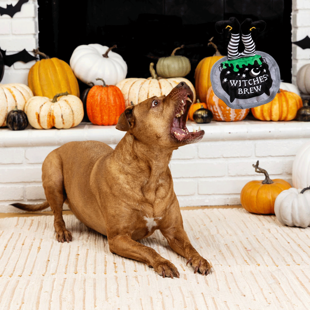 Drop In For A Spell Plush Dog Toy