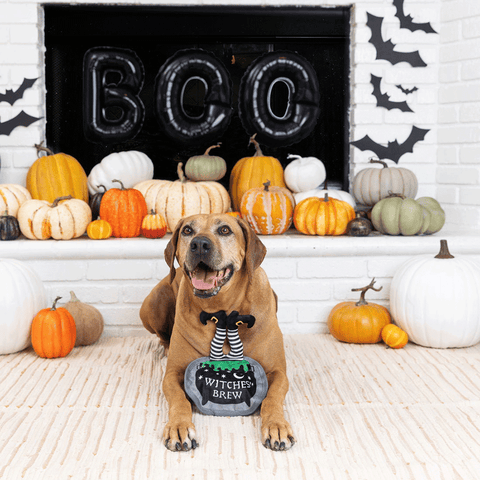 Drop In For A Spell Plush Dog Toy