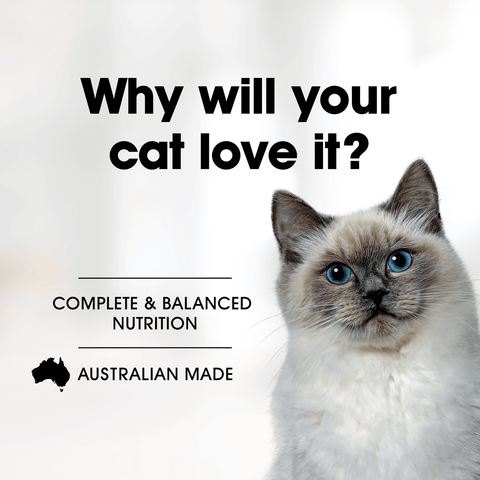 Grain Free Wet Food Adult Beef Casserole