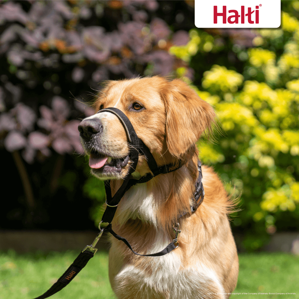 Dog Training Head Collar in Black