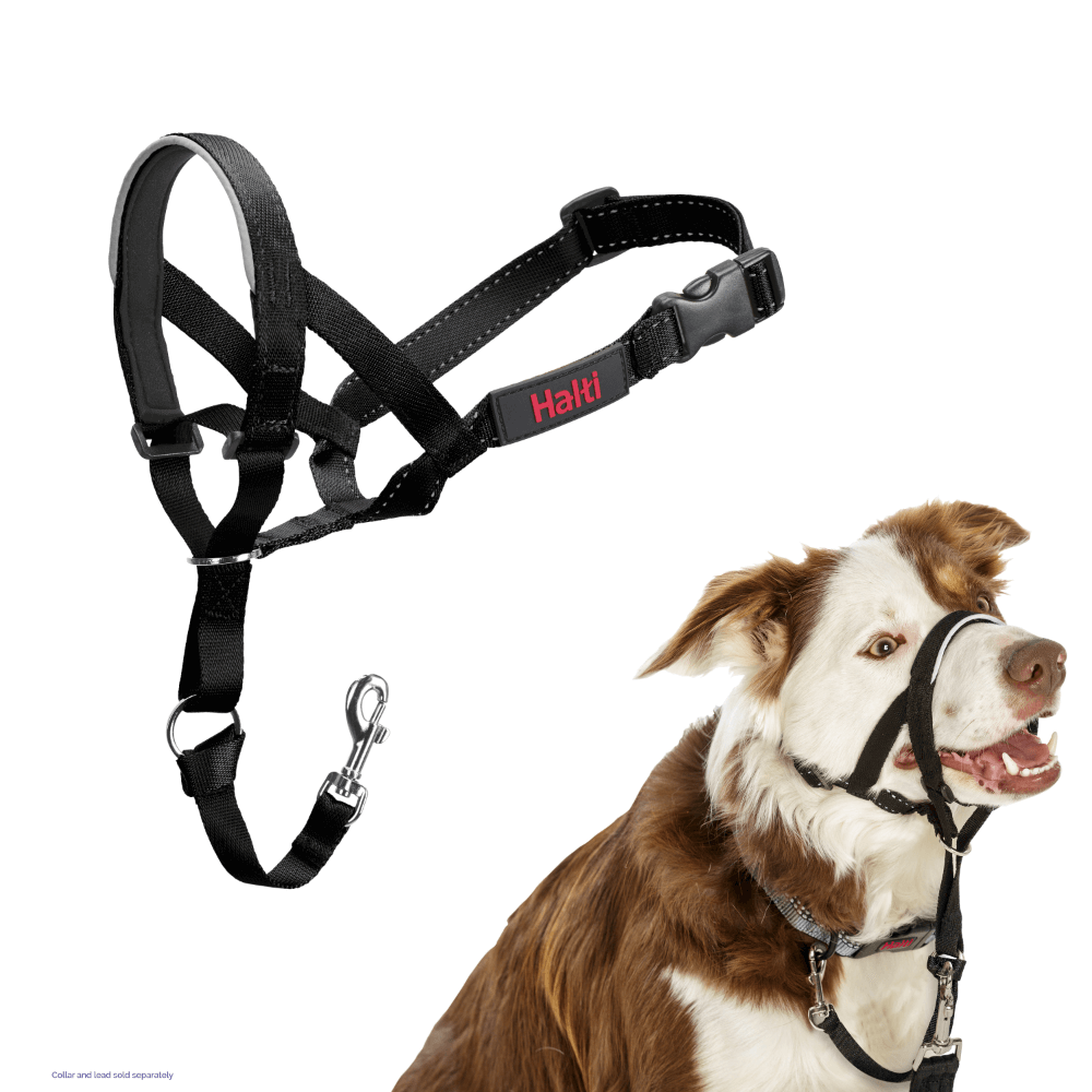 Dog Training Head Collar in Black