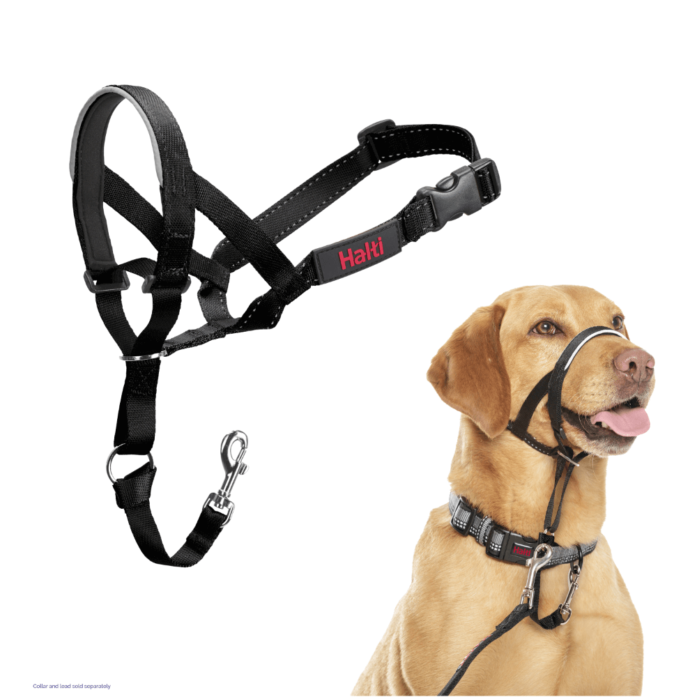 Dog Training Head Collar in Black