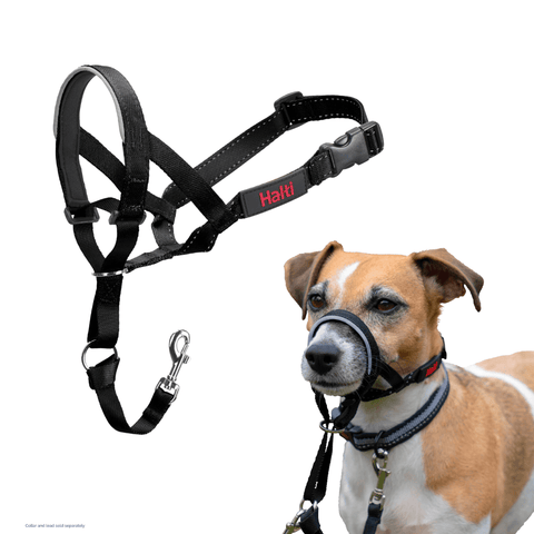 Dog Training Head Collar in Black