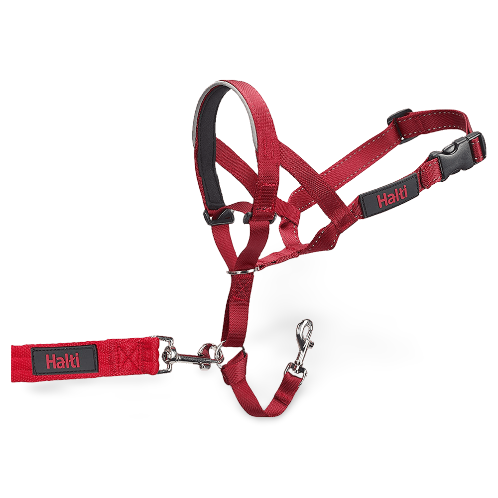 Dog Training Head Collar in Red