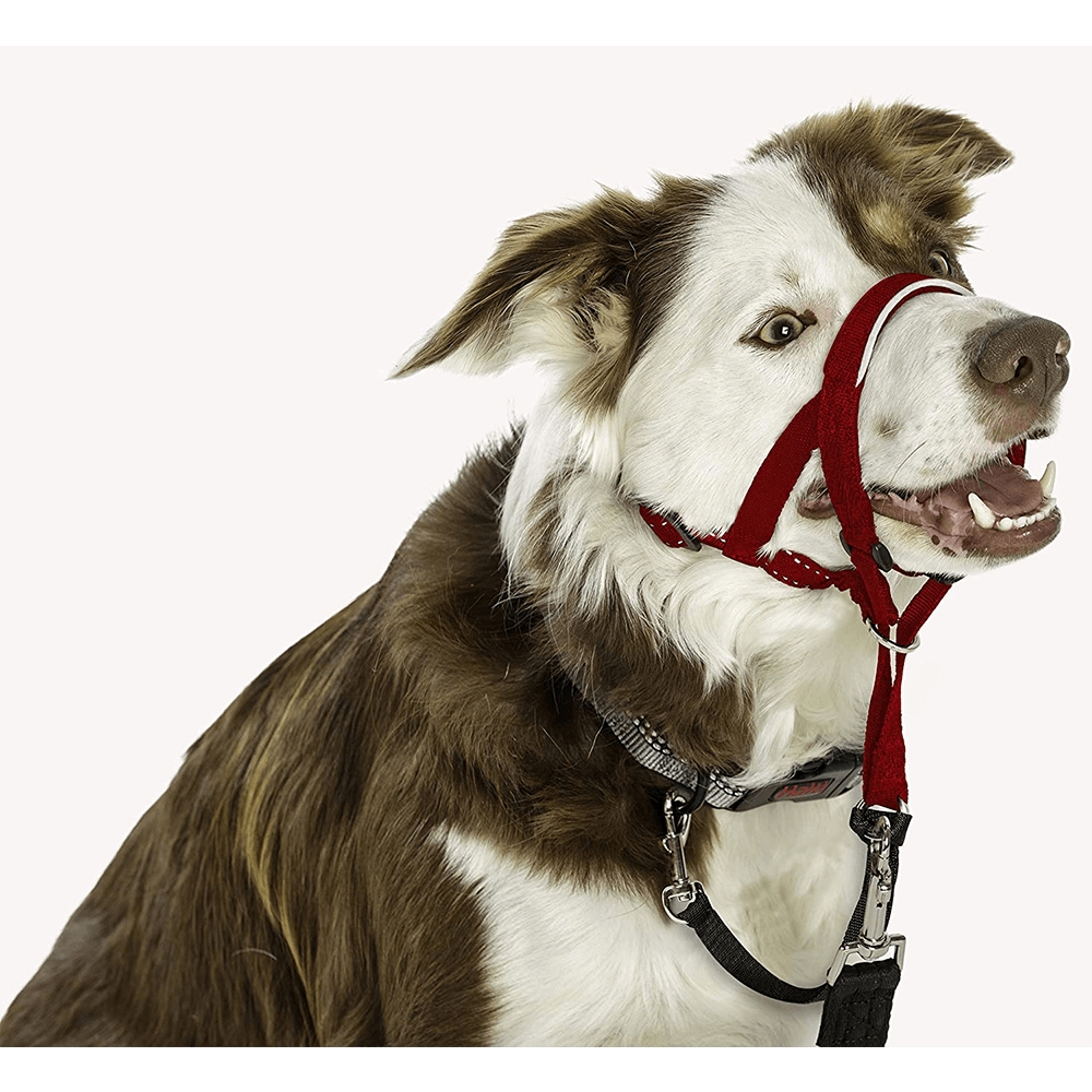 Dog Training Head Collar in Red