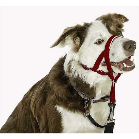 Dog Training Head Collar in Red