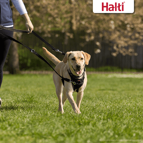 Multi Function Dog Training Lead in Black