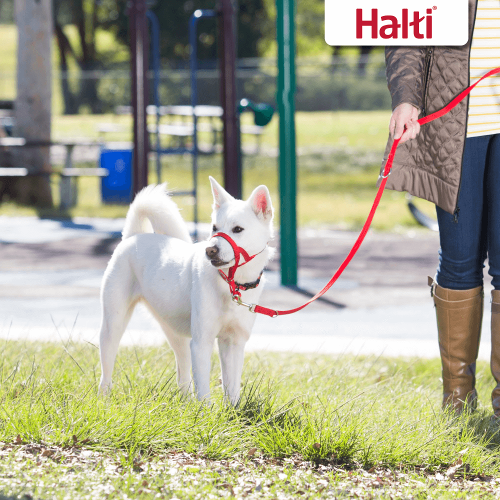 Multi Function Dog Training Lead in Red