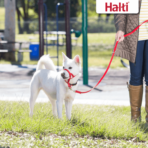 Multi Function Dog Training Lead in Red