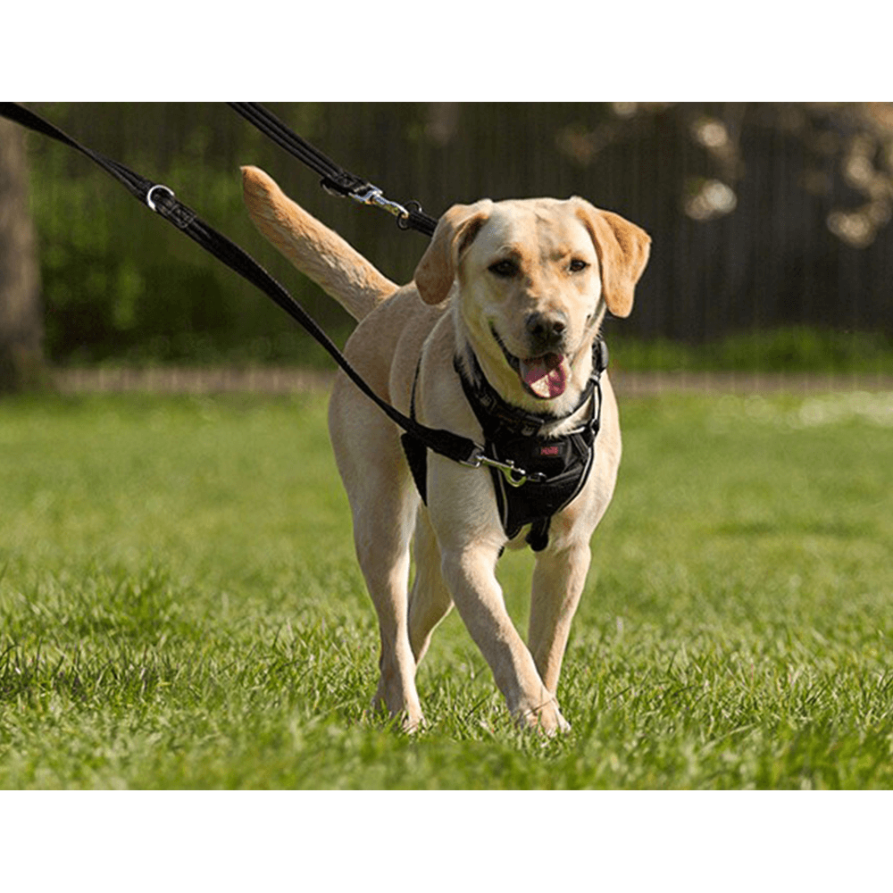No Pull Dog Harness Black