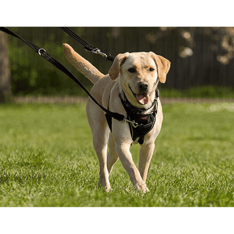 No Pull Dog Harness Black