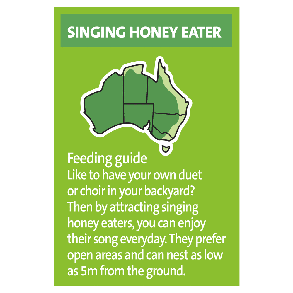 Lorikeet And Honeyeater Mix