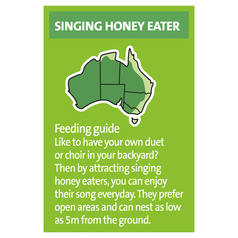 Lorikeet And Honeyeater Mix