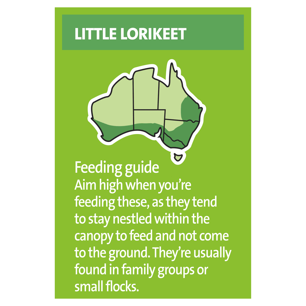 Lorikeet And Honeyeater Mix