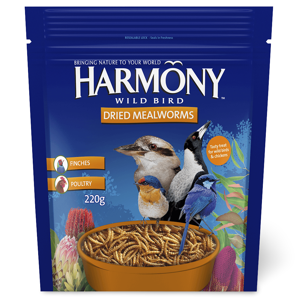 Dried Mealworms