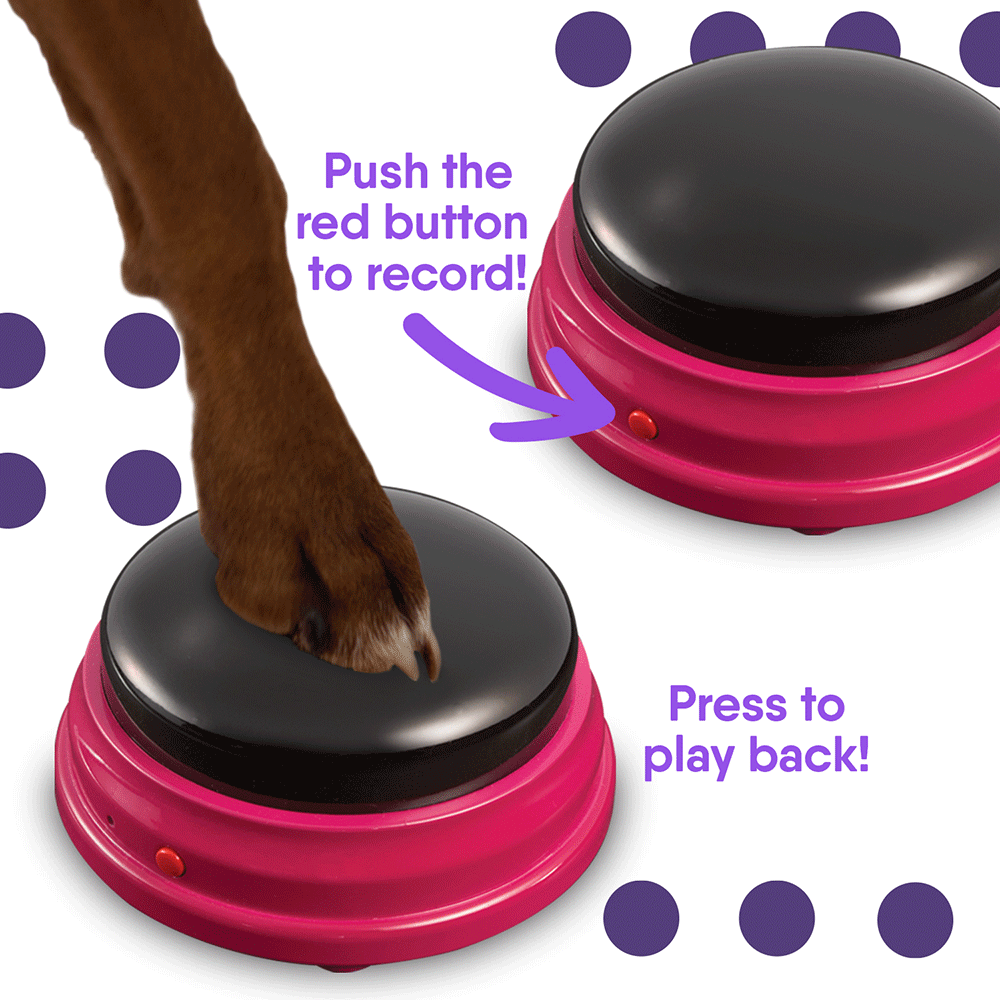 Talking Pet Starter Set