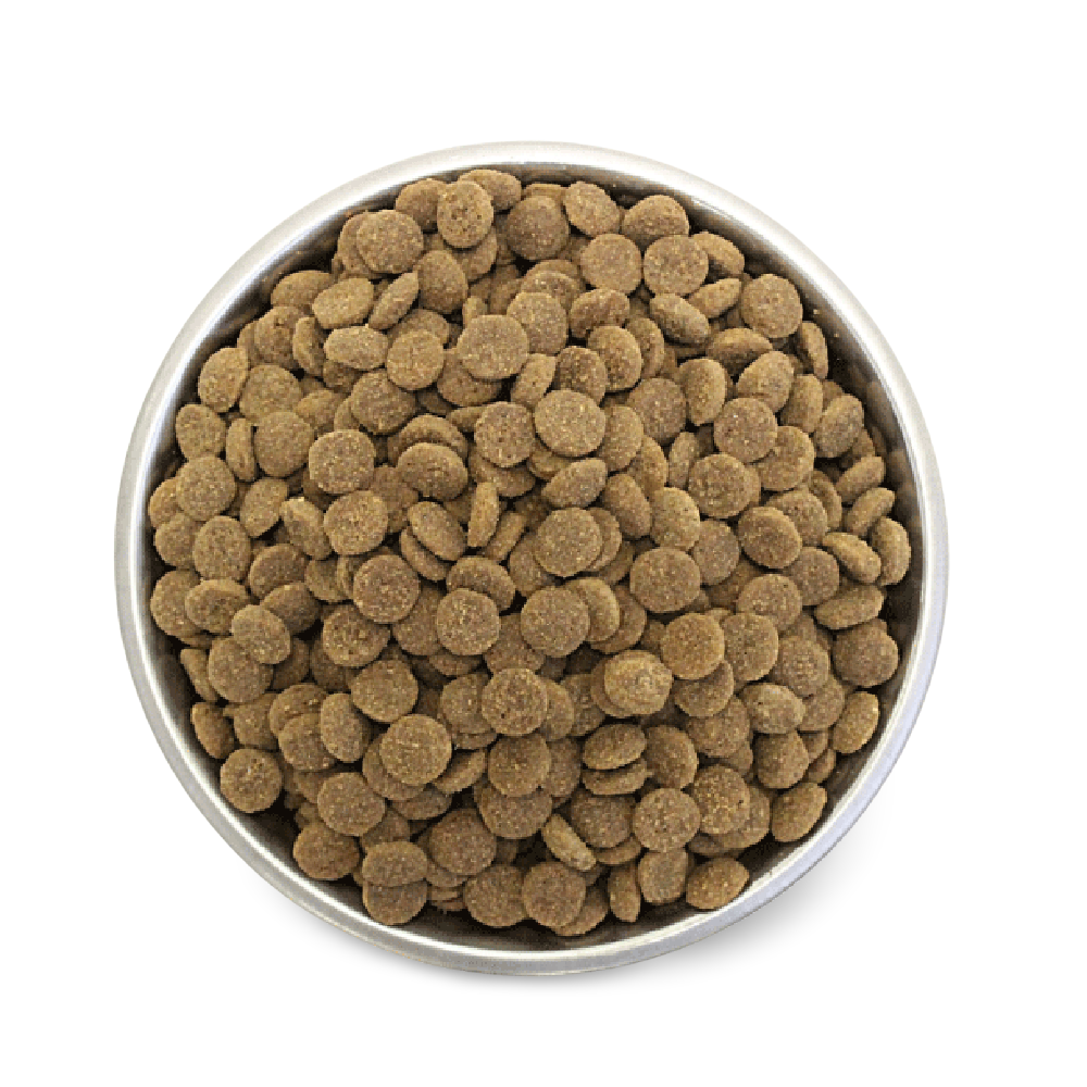 Ocean Fish Grain Free Adult Dry Dog Food
