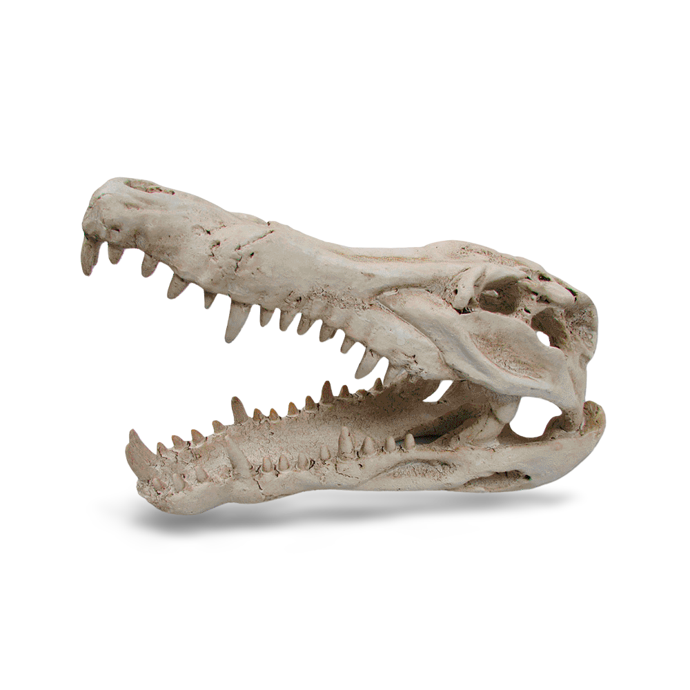 Croc Skull Ornament for Terrariums