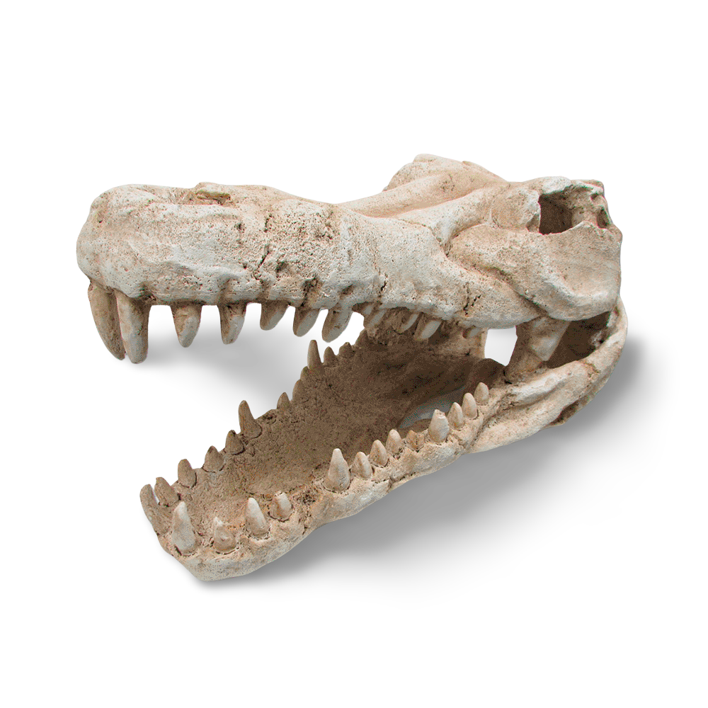 Croc Skull Ornament for Terrariums