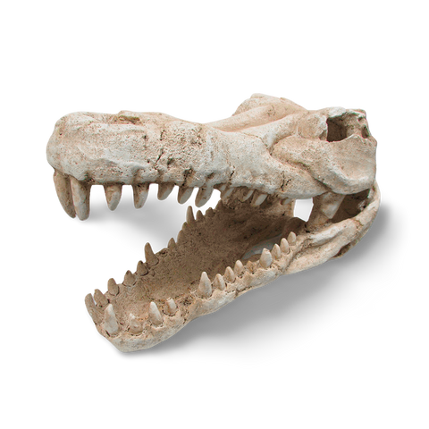Croc Skull Ornament for Terrariums