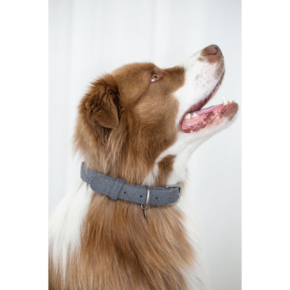 Boucle Small Dog Collar in Charcoal Grey