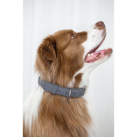 Boucle Medium Dog Collar in Charcoal