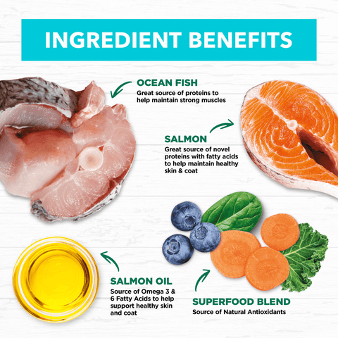 Grain Free Kitten Ocean Fish And Salmon Dry Cat Food