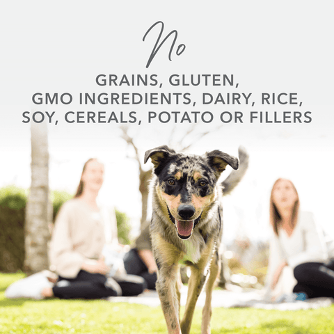 Grass-Fed Lamb Feast All Lifestage Wet Dog Food